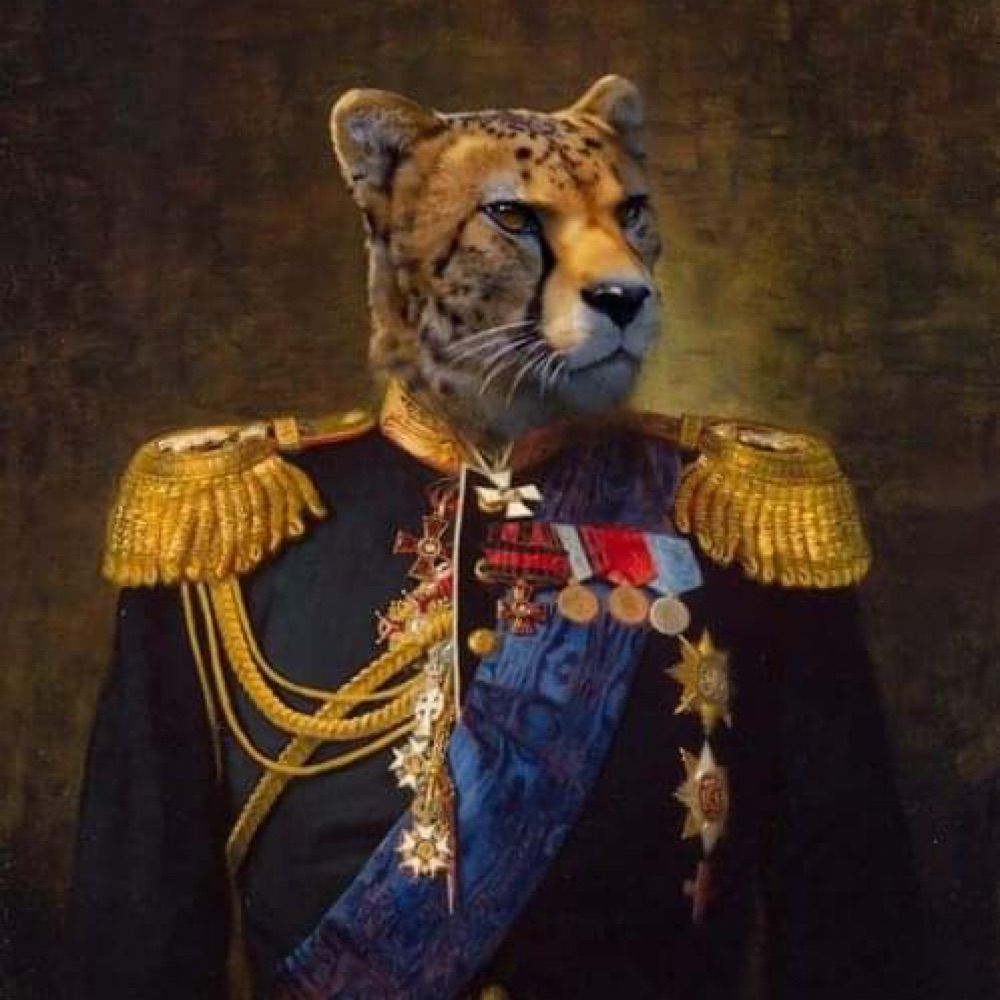admiral gepard