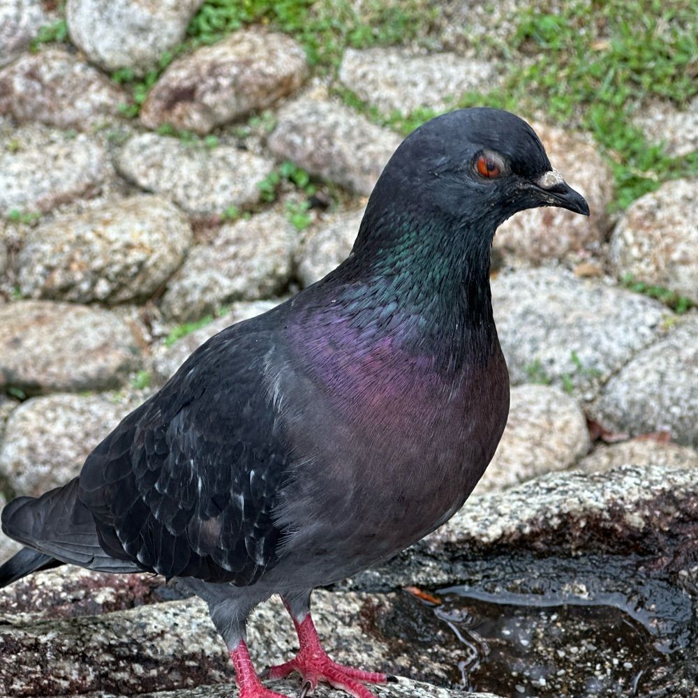 牛と鳩のハーフ