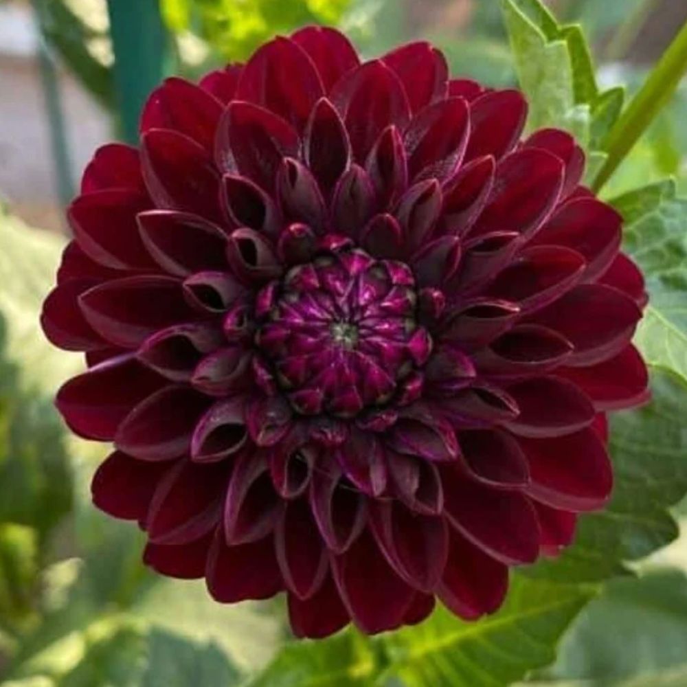 RedDahlia