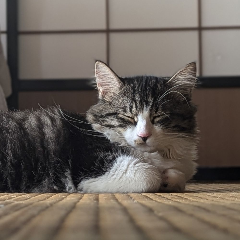 シャケクマ
