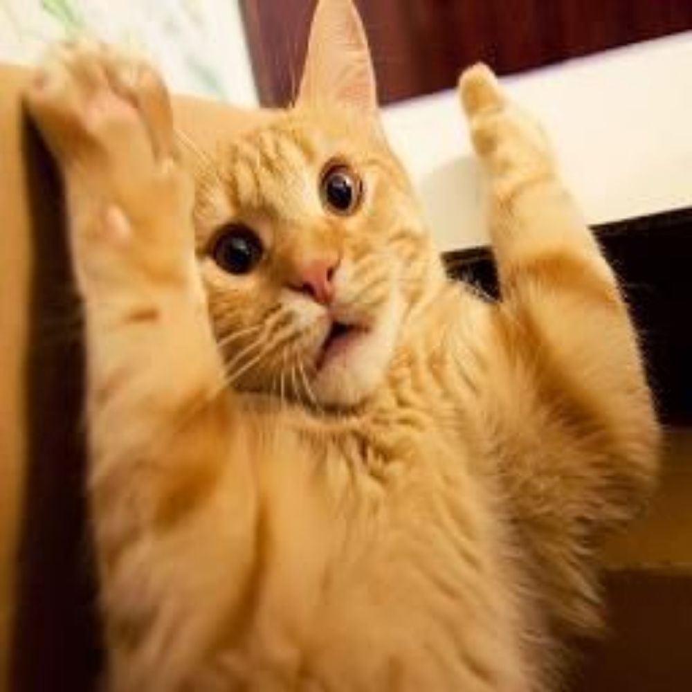 Frightened Feline