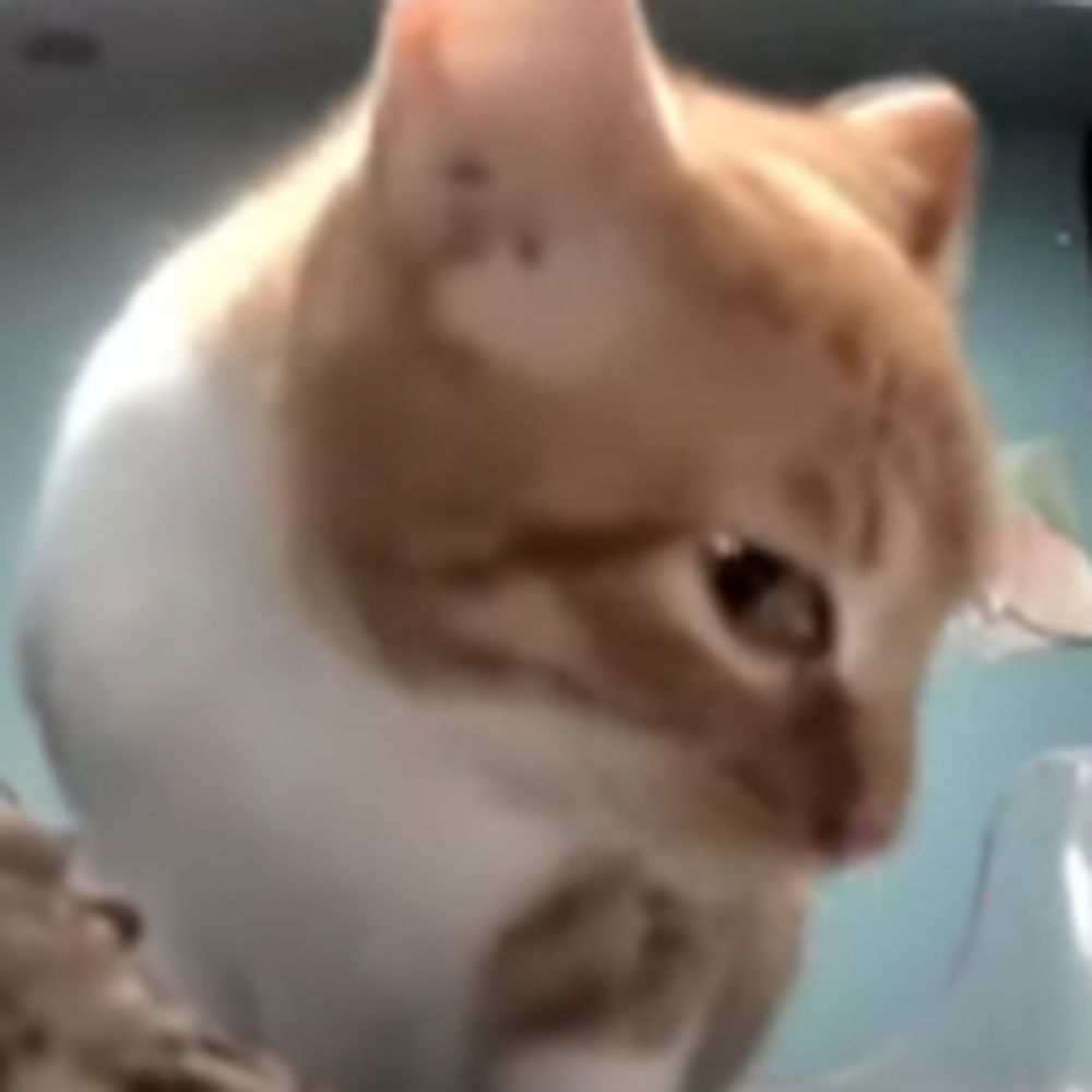 cptsubby