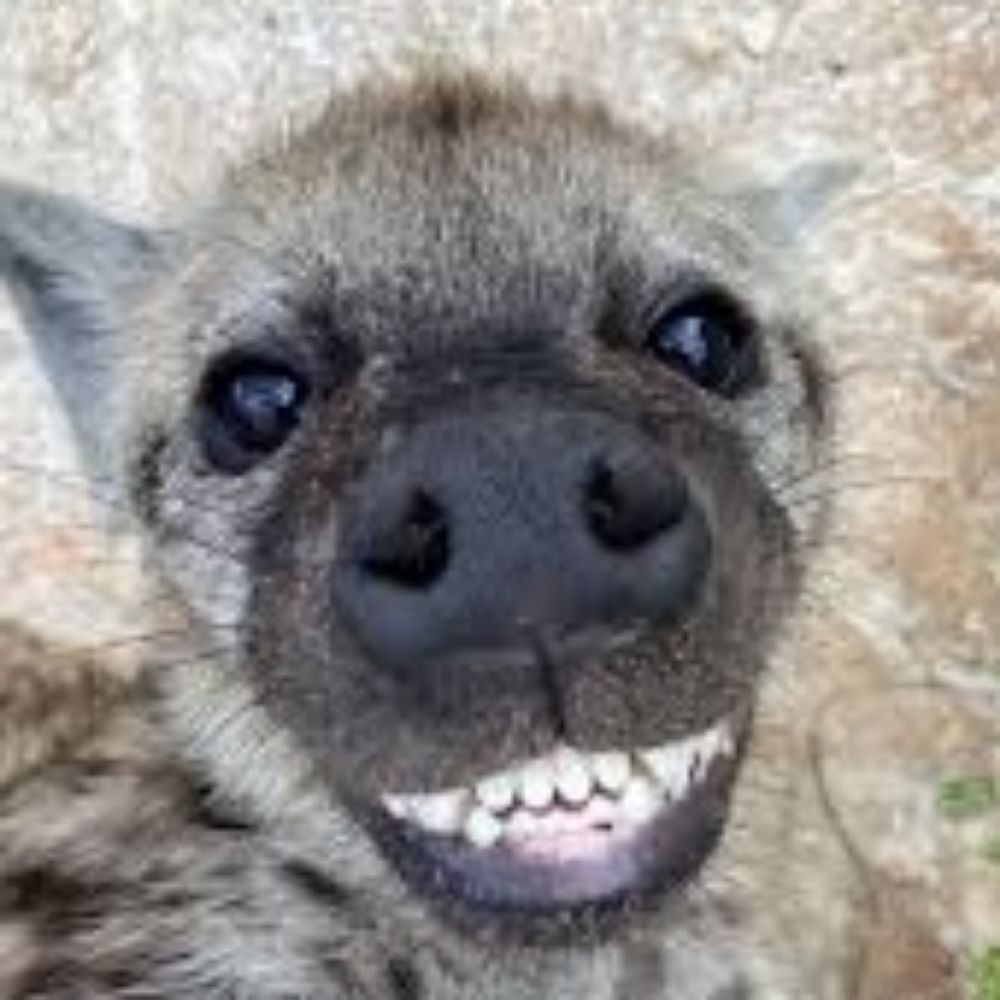 Rowan is Yeen (They/Them)