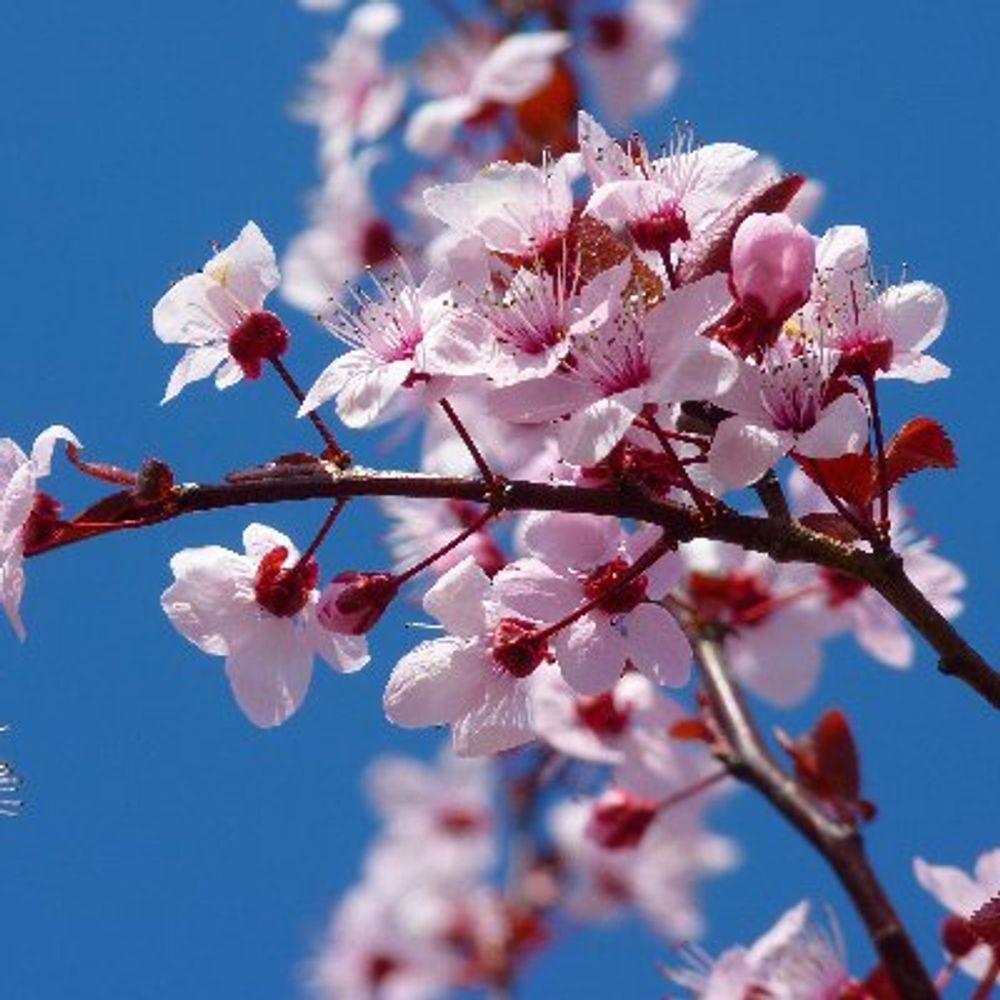 Sakura Botsuri