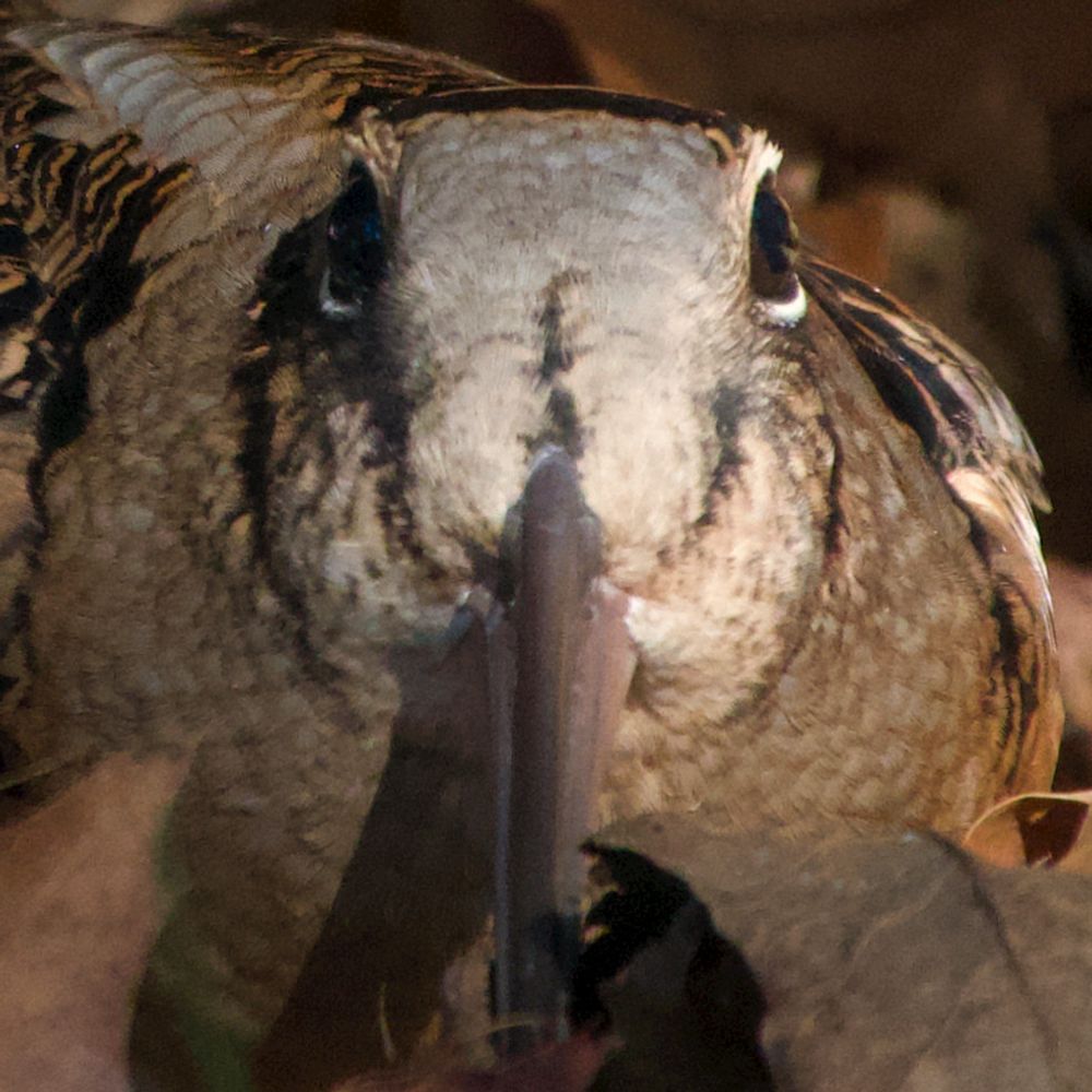 Citybirder
