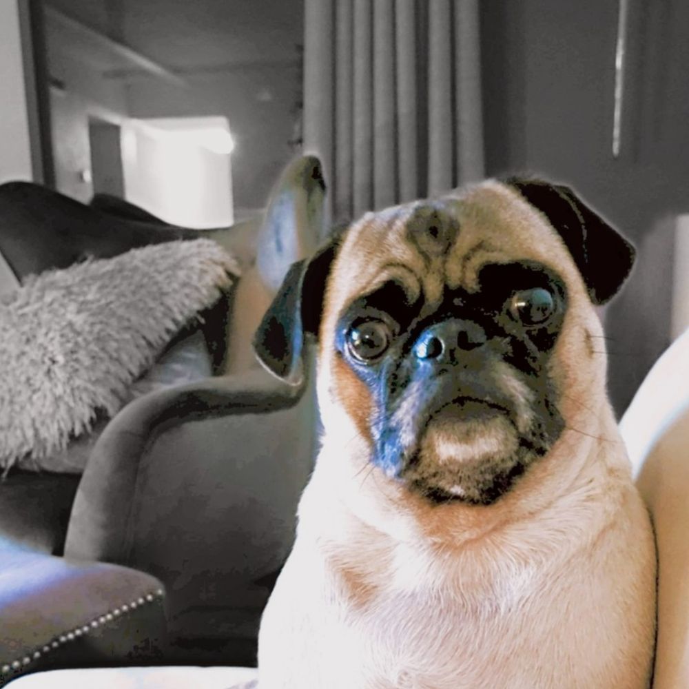 Bruno the Pug-tato