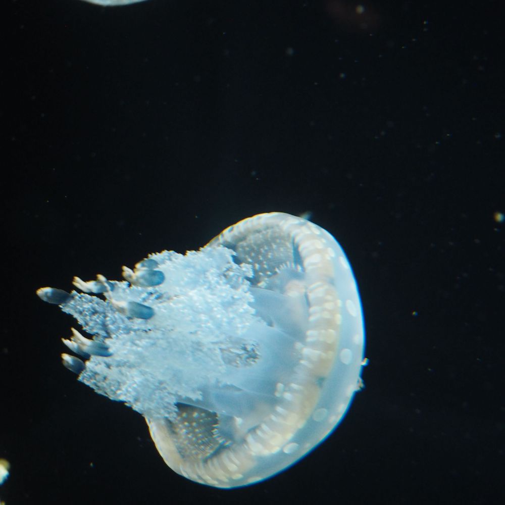 露草