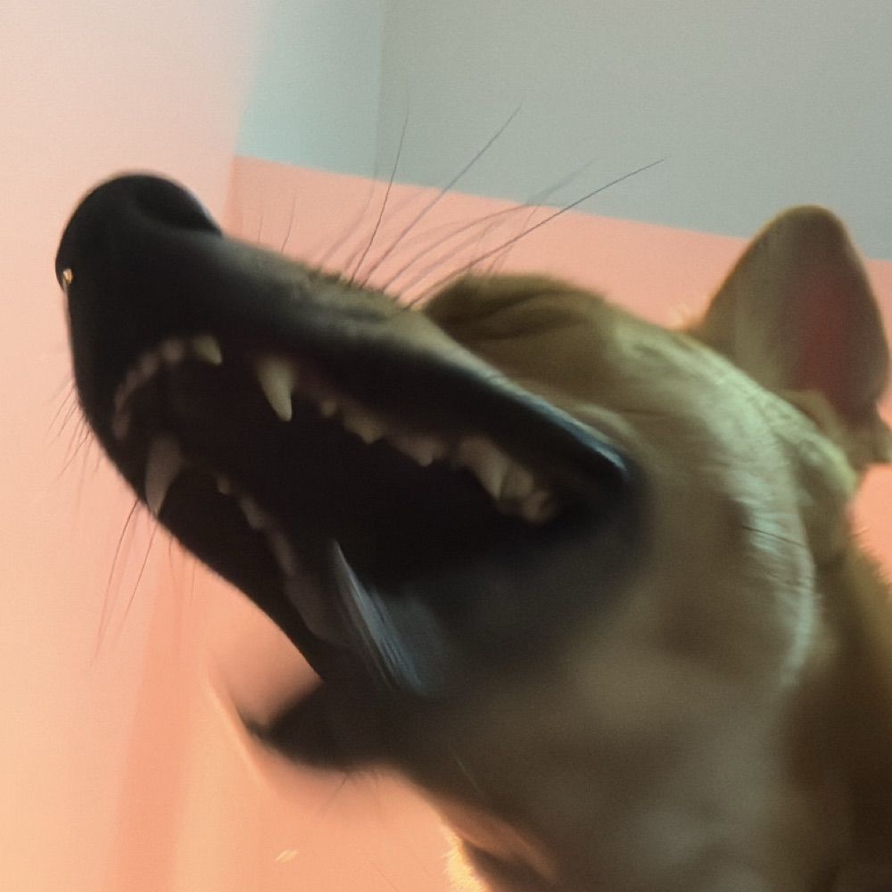 popia bigol