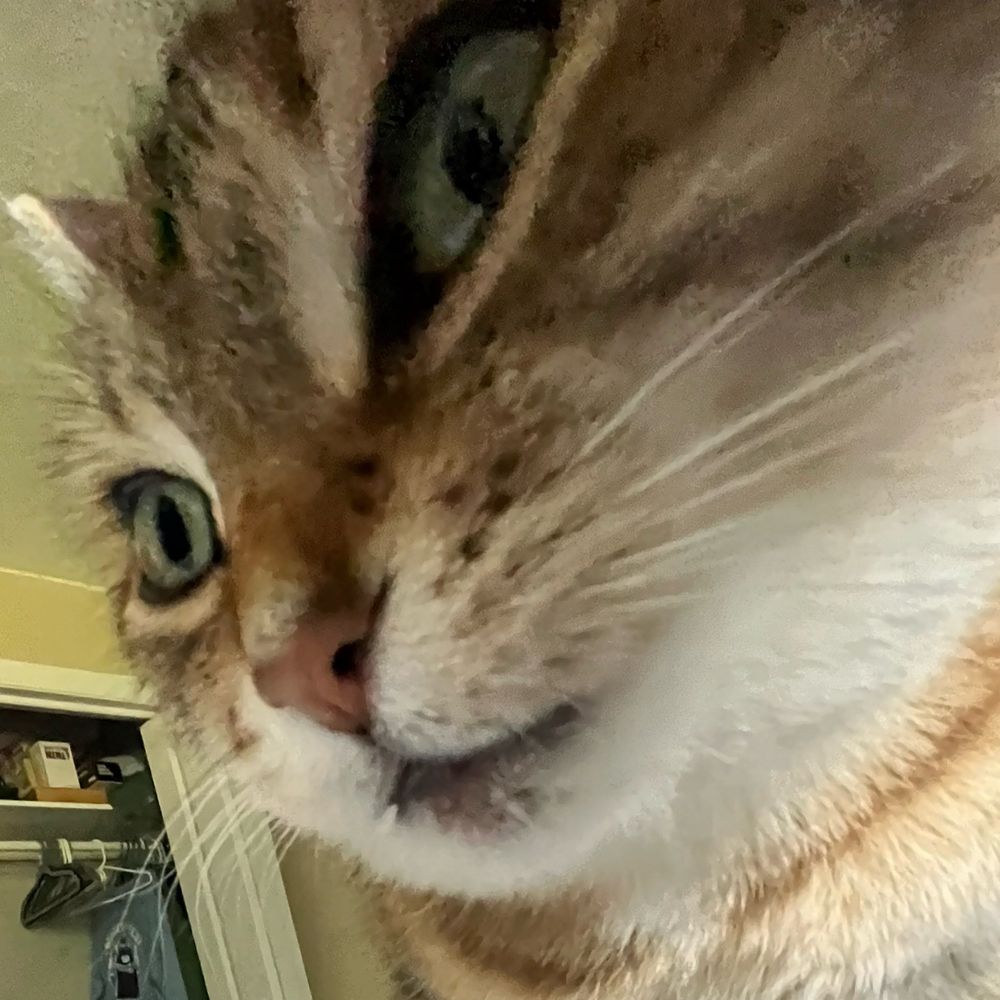 Nateybear