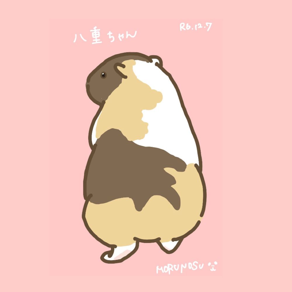 こちゃん🐹モルモット