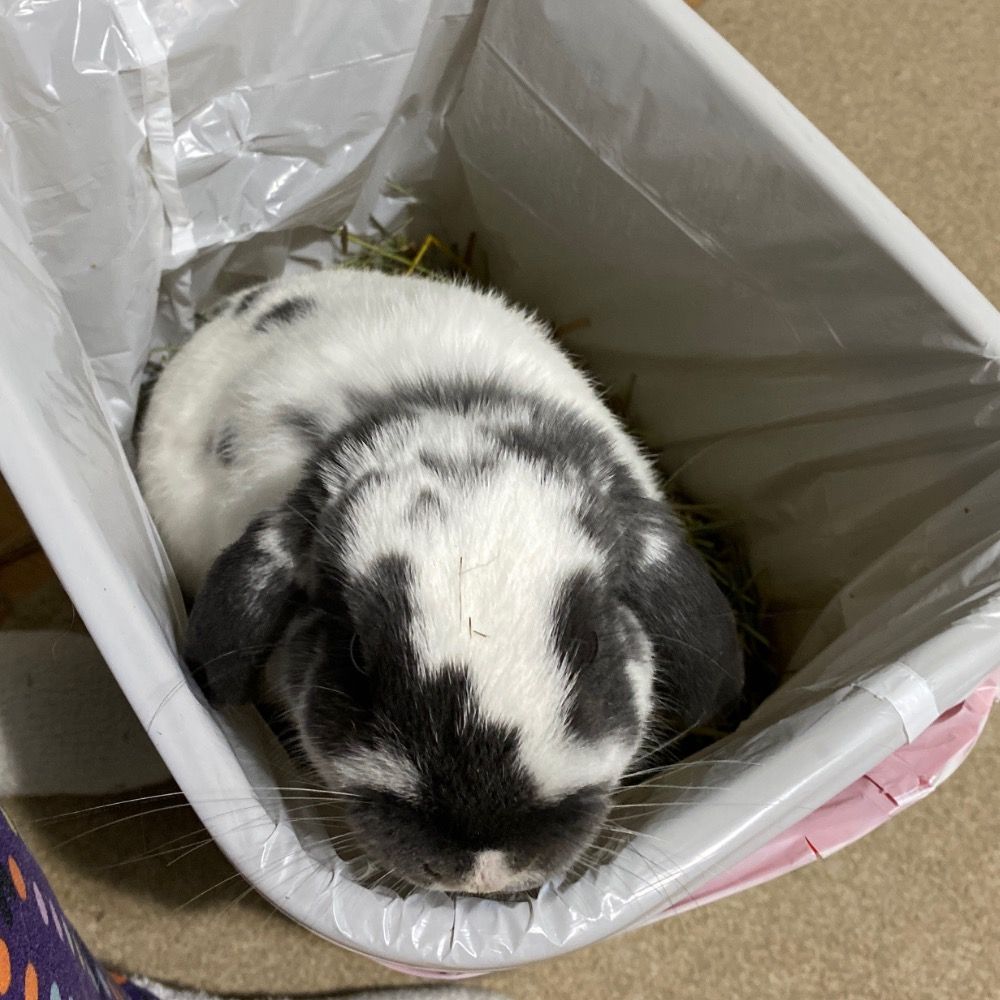 Rabbit