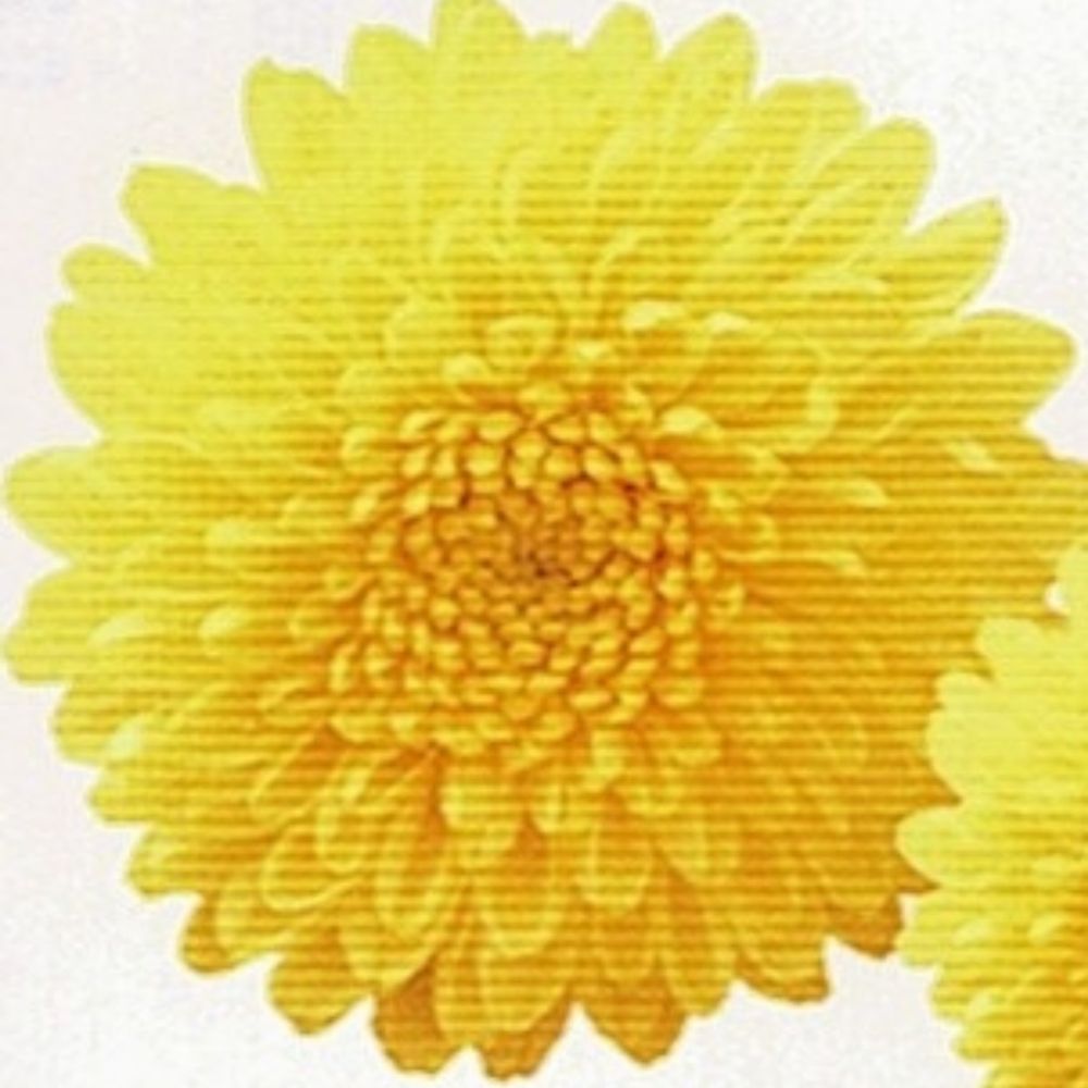 Coelahsun