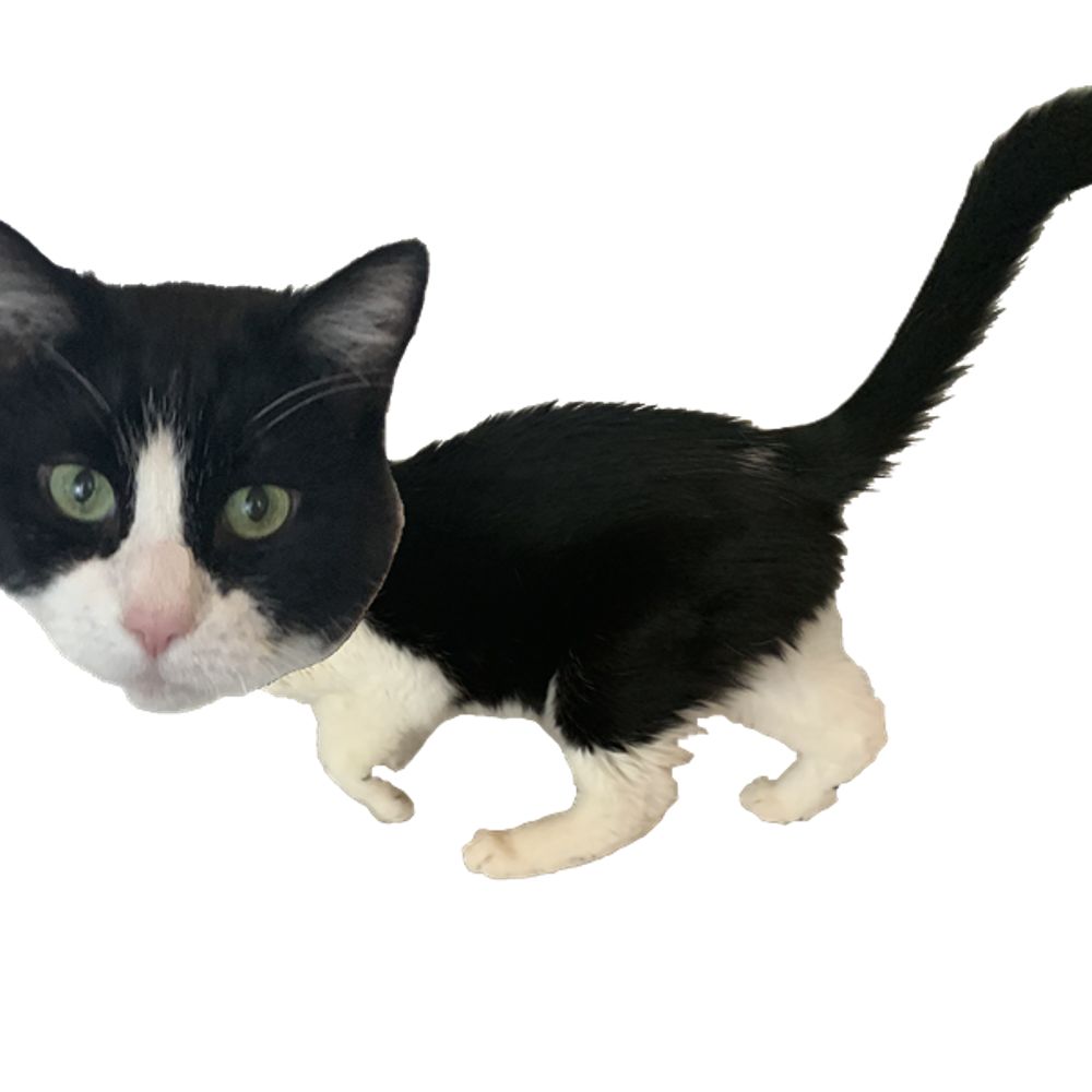 Opido The Cat