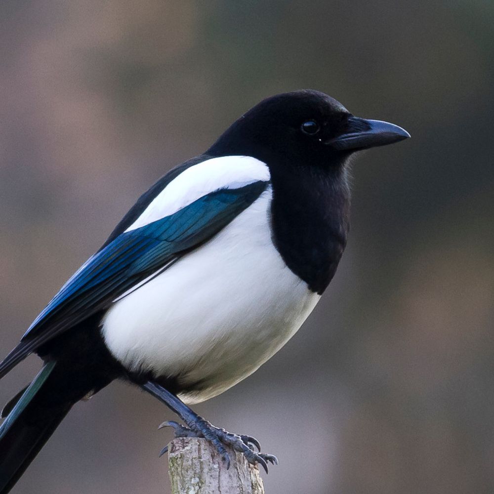 magpie