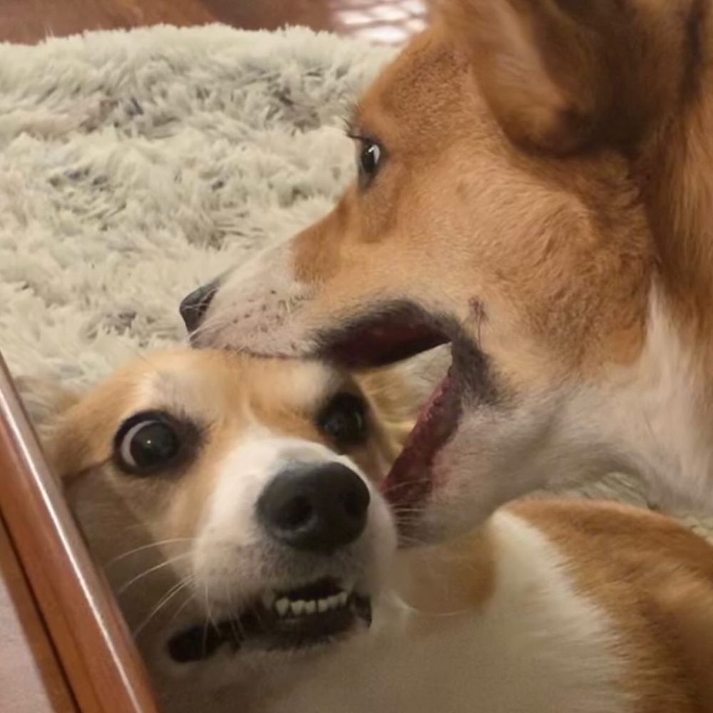 愛猫