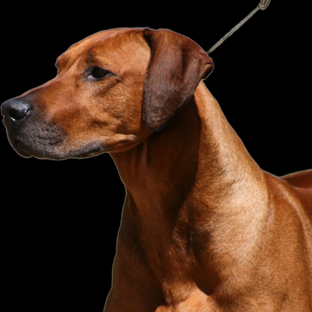 Juzrival Rhodesian Ridgebacks