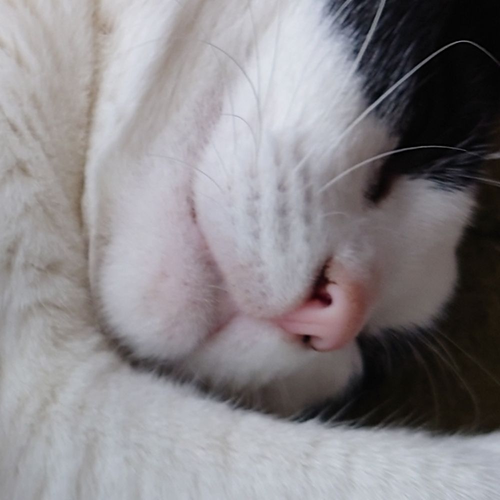 ねこやなぎ