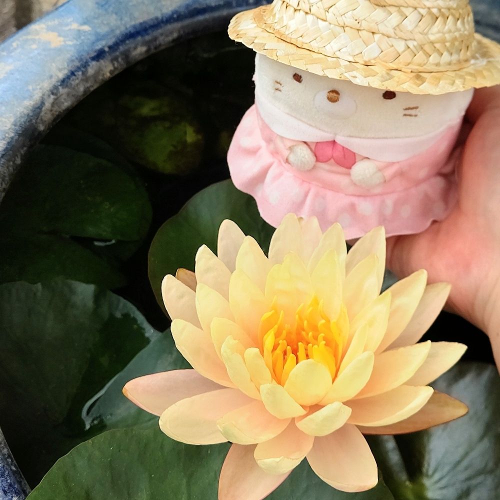 昊丸