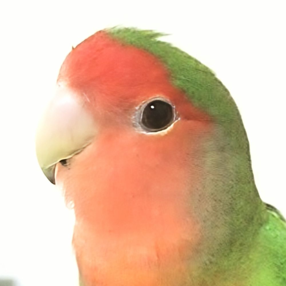 須藤純貴