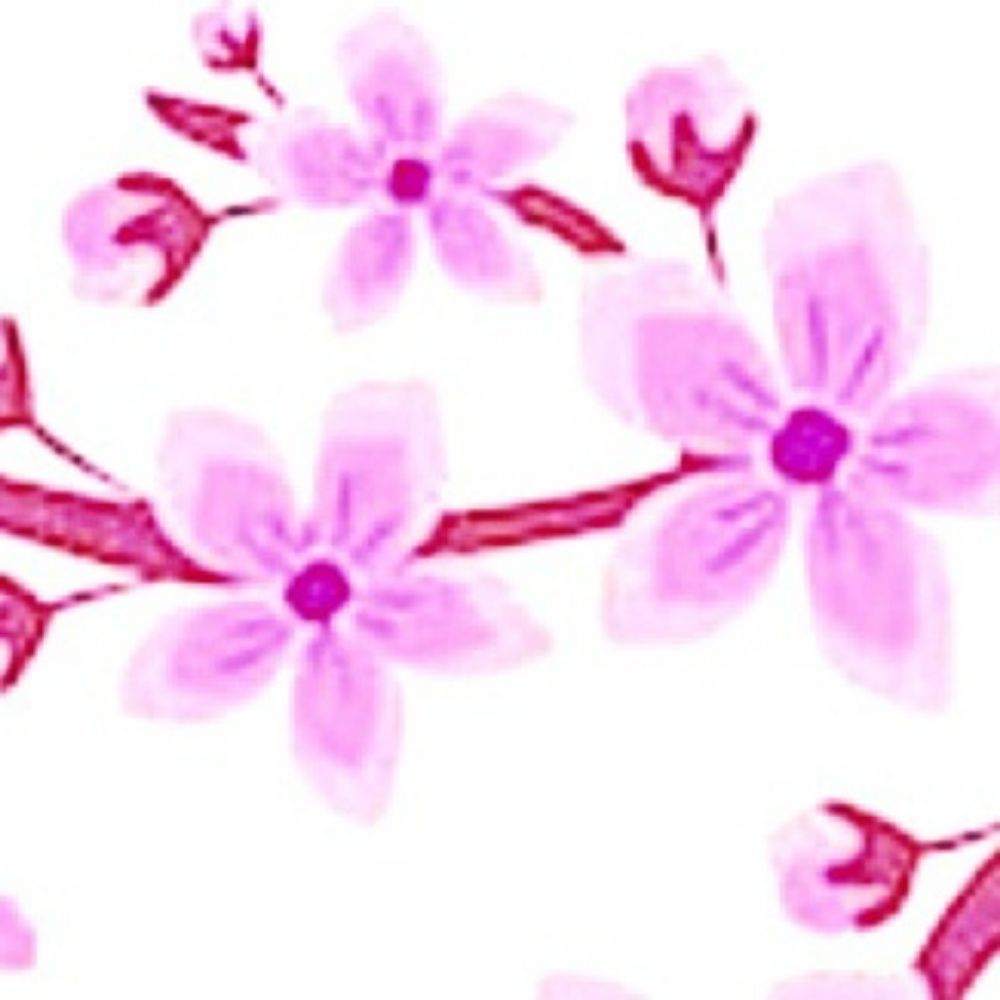 𝕃𝕚𝕝𝕝𝕪 🌸