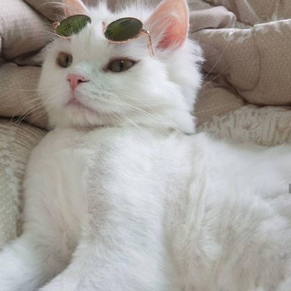 ѕυper нard joнnѕon мaĸeѕ ladιeѕ ѕcreaм (Still V✨)