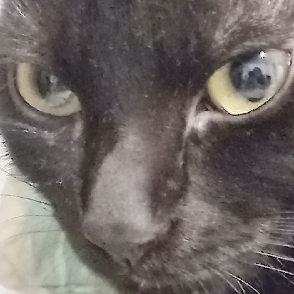 isadora
