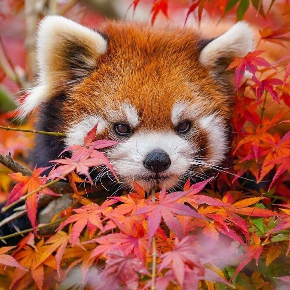 Snow panda