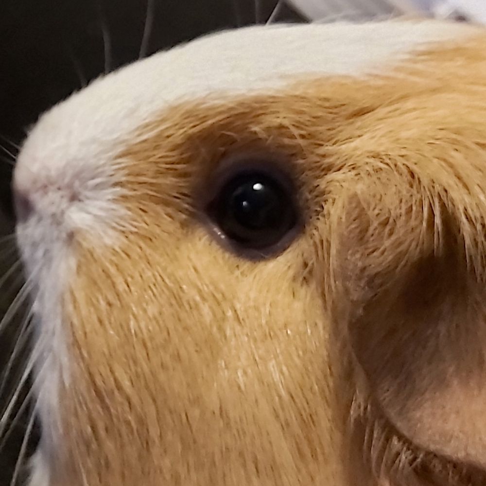 Daily guinea pigs and Rabbits (Bnnuys and Guigs)