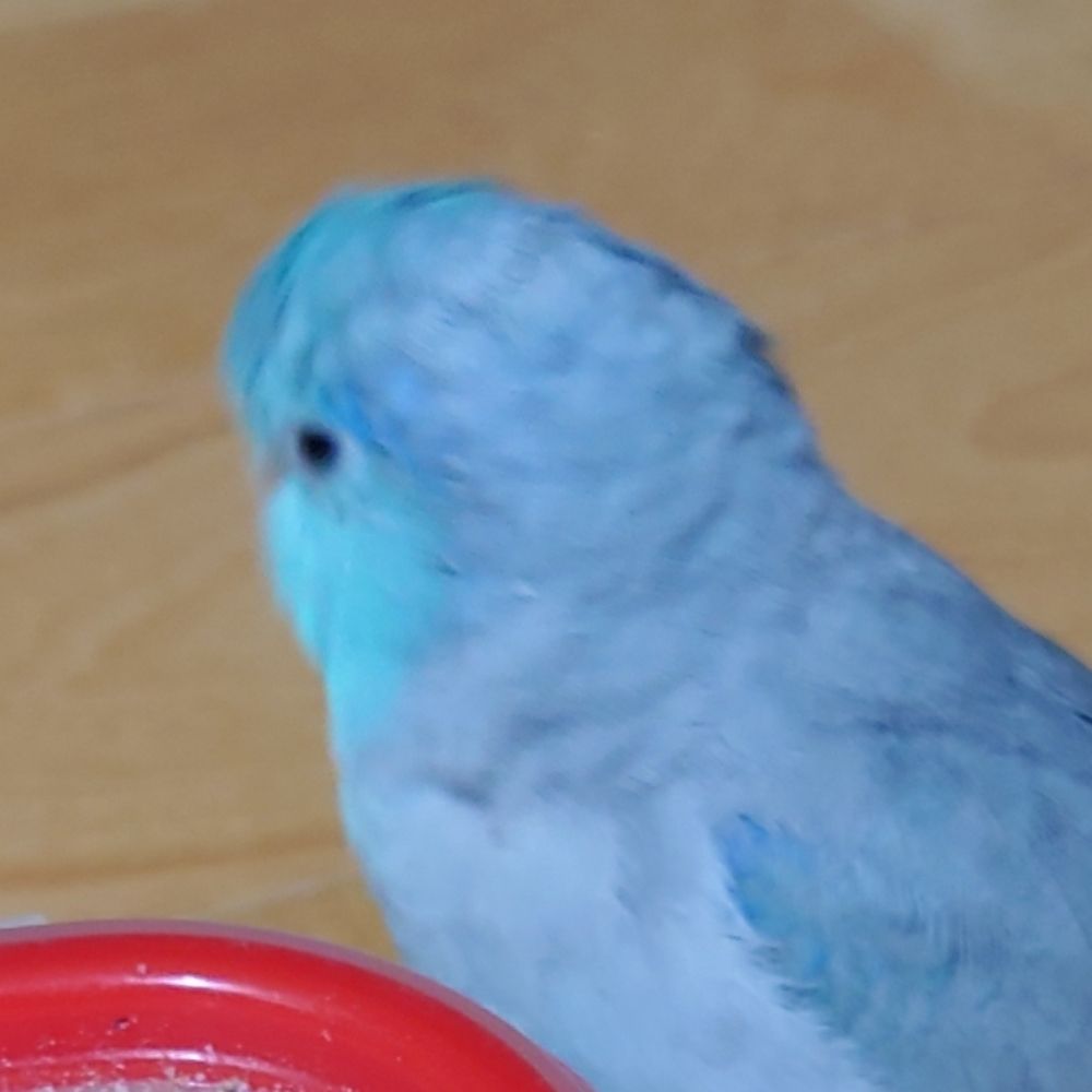 千穂