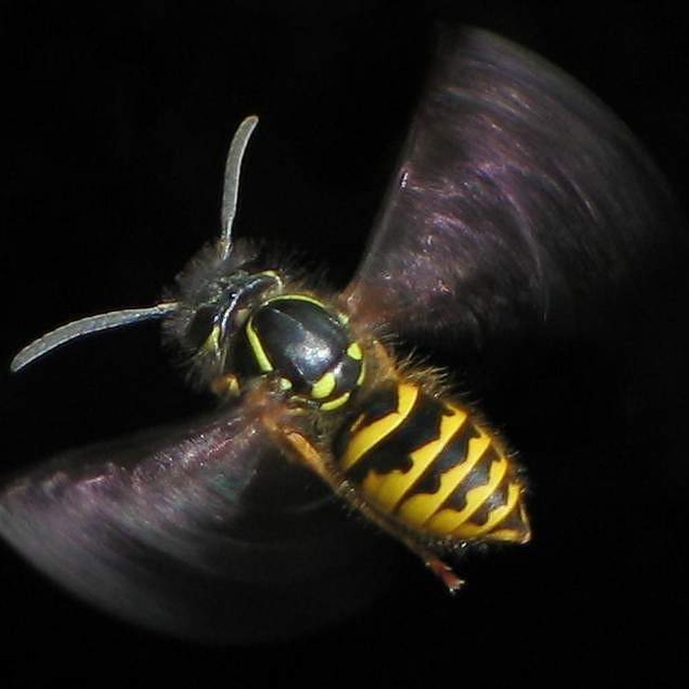Vespula
