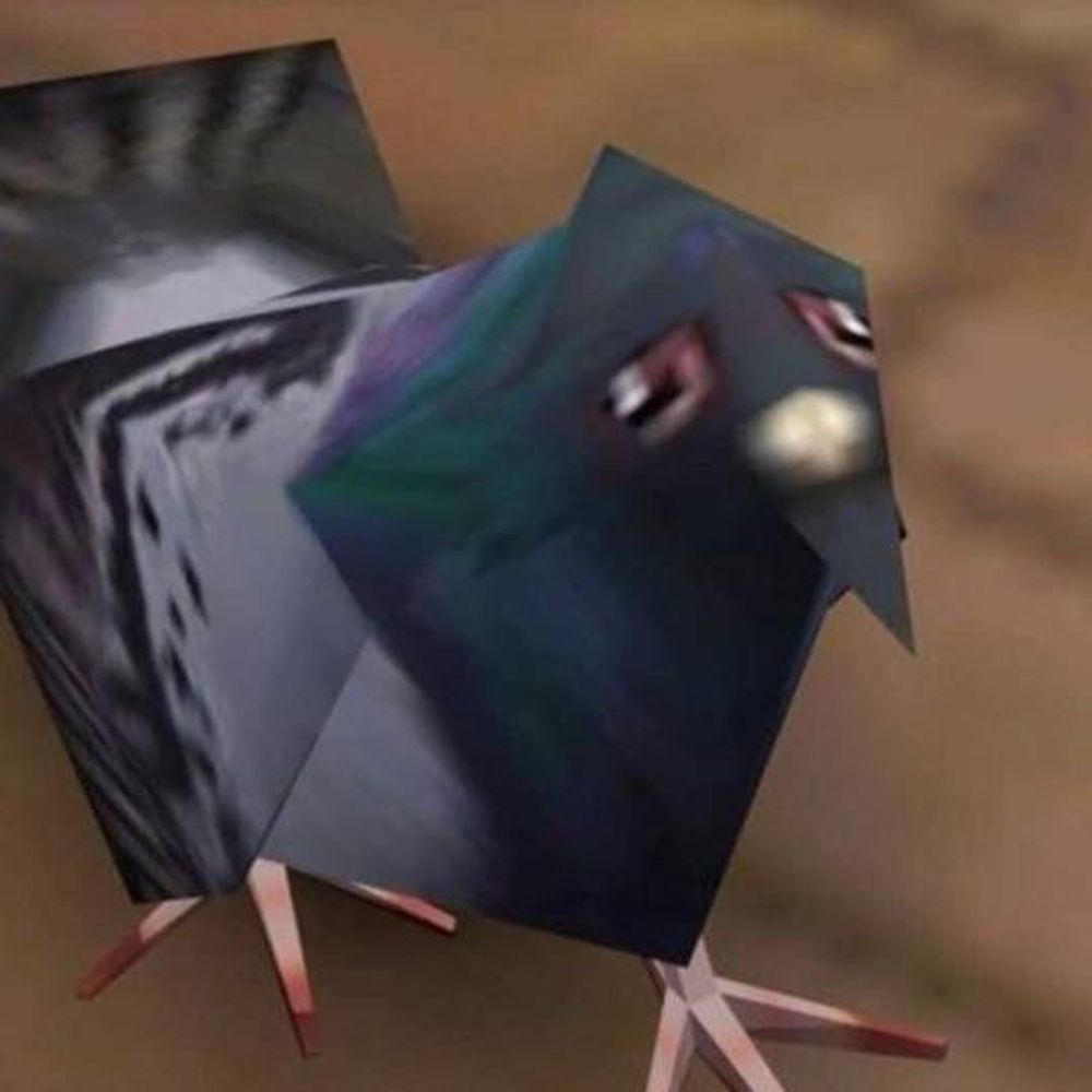 Pigeon