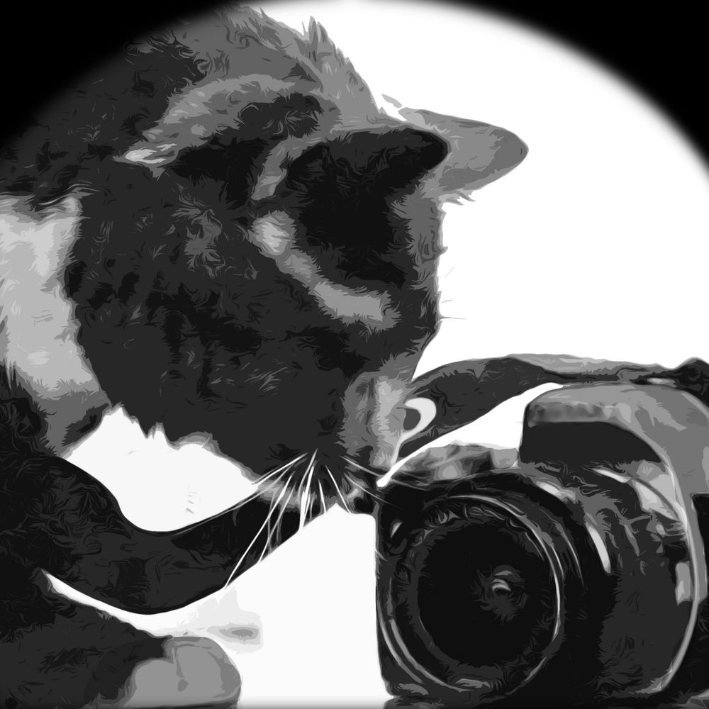 The Cats Companion