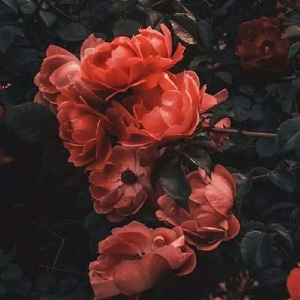 로슈렌