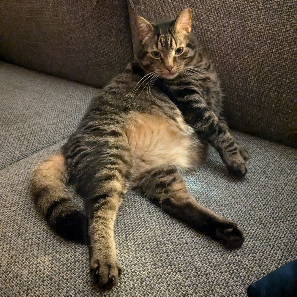 PetitChat