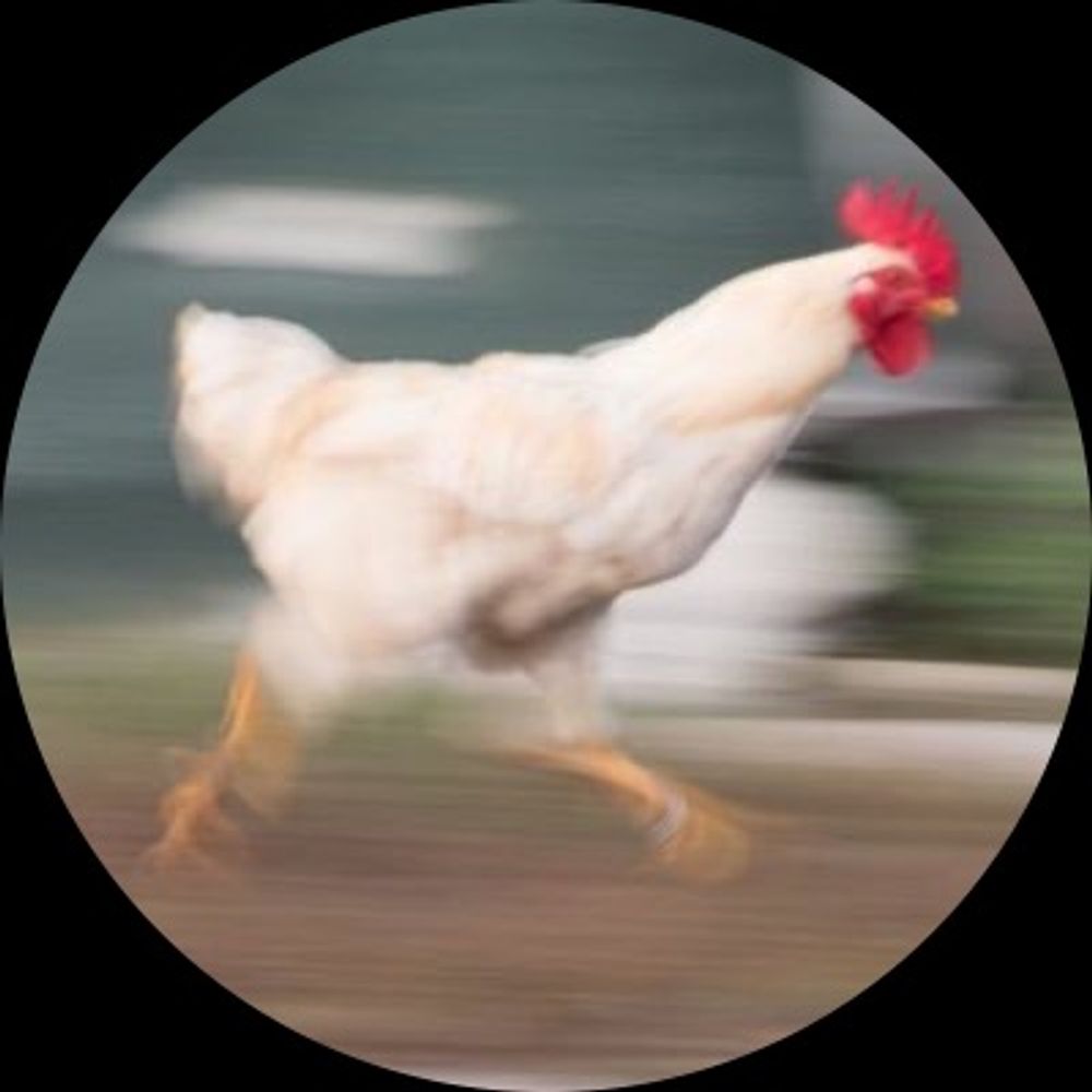 Señor Pollo