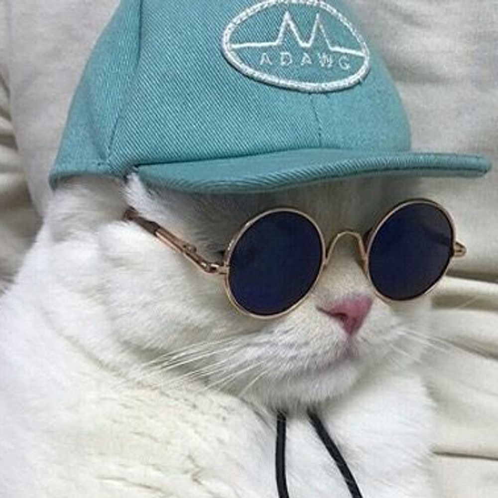 Marshmallow the cat