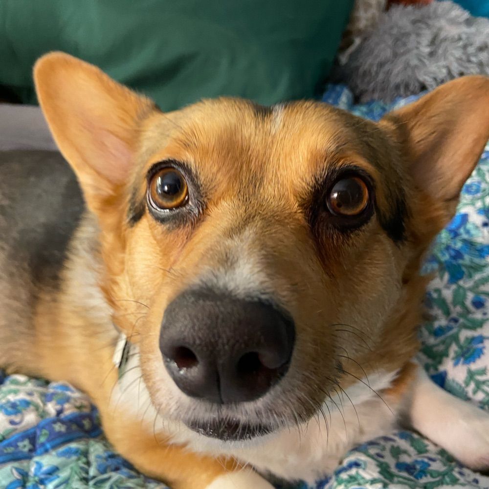 Bunny the Corgi
