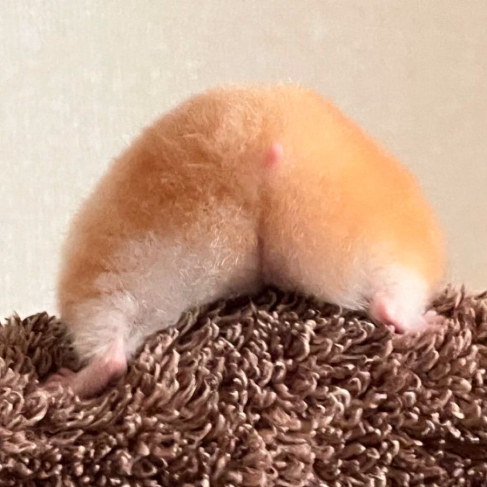 ふうちゃん