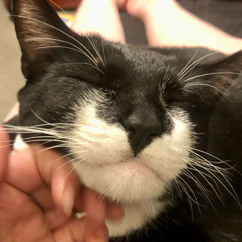 Elphie