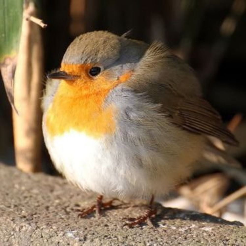 freeloader bird