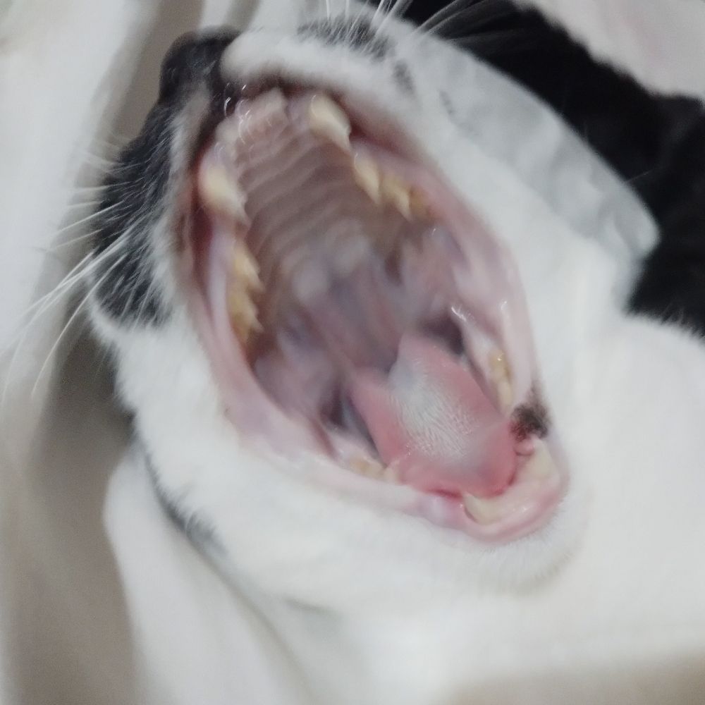 Mih