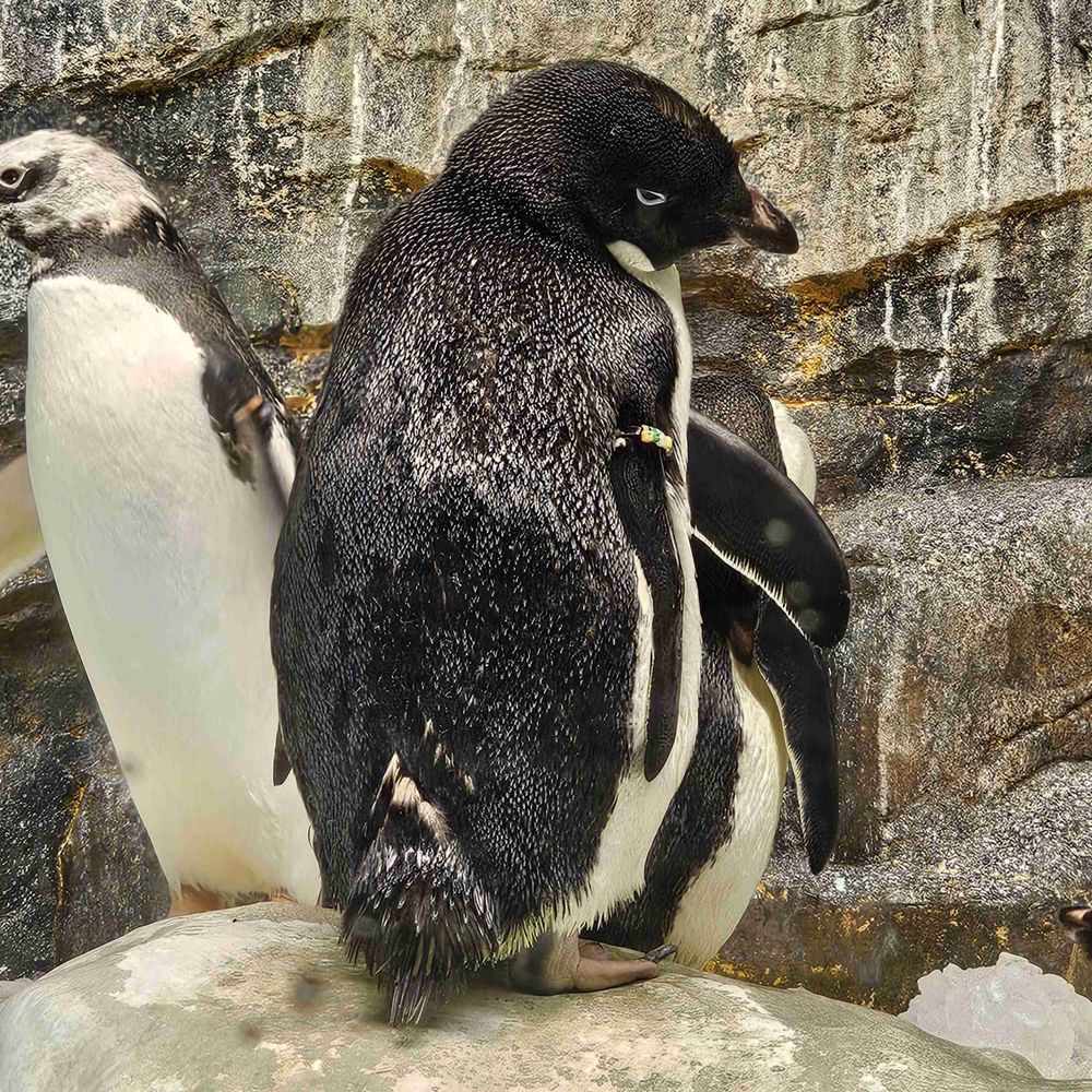 rara-krg74.bsky.social