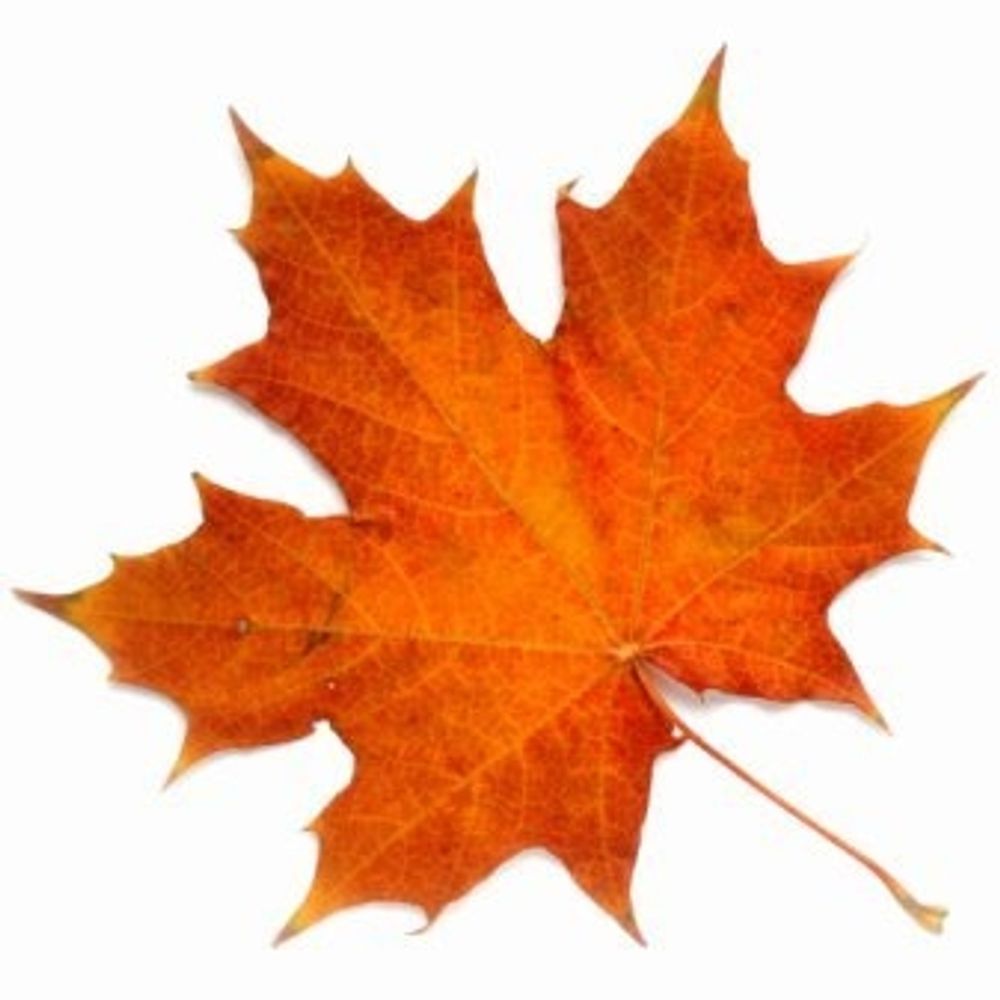 めーぷる／Maple
