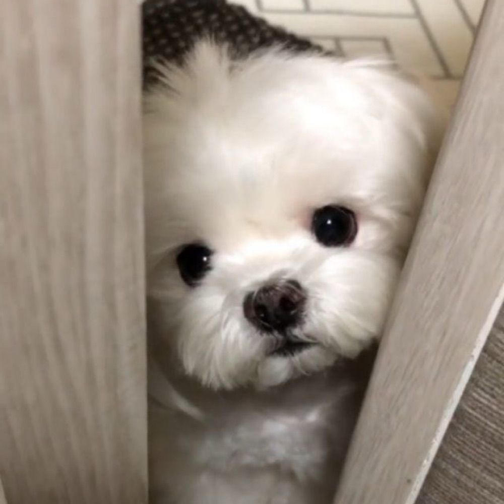 삼구