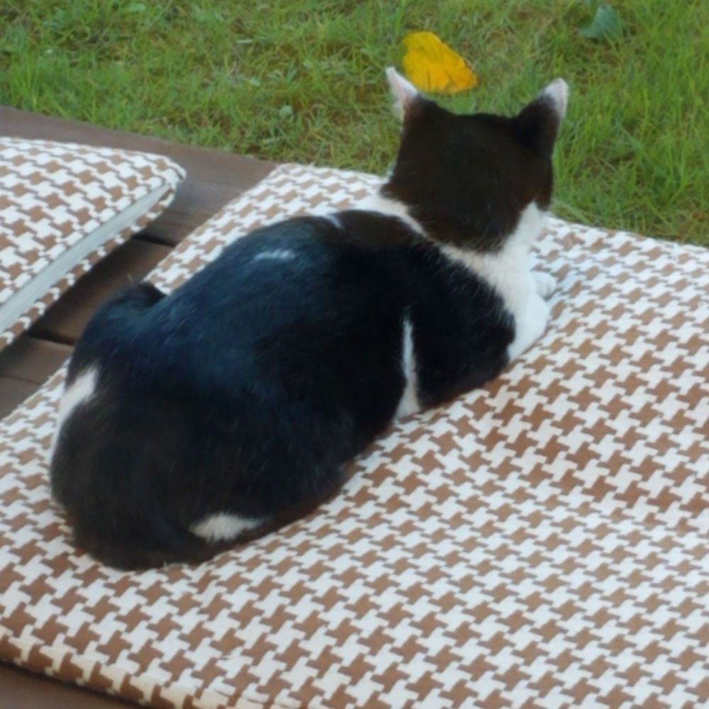 i-shi-yang.bsky.social