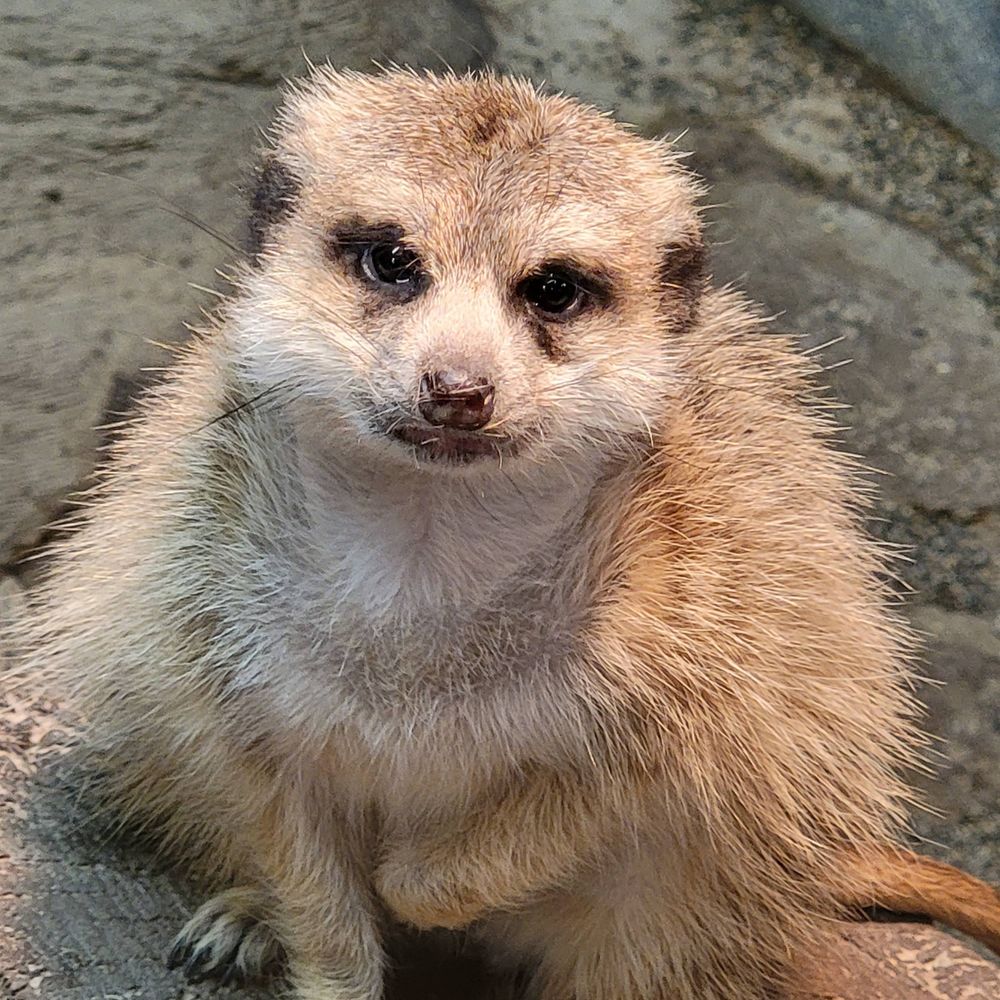 とらひこ