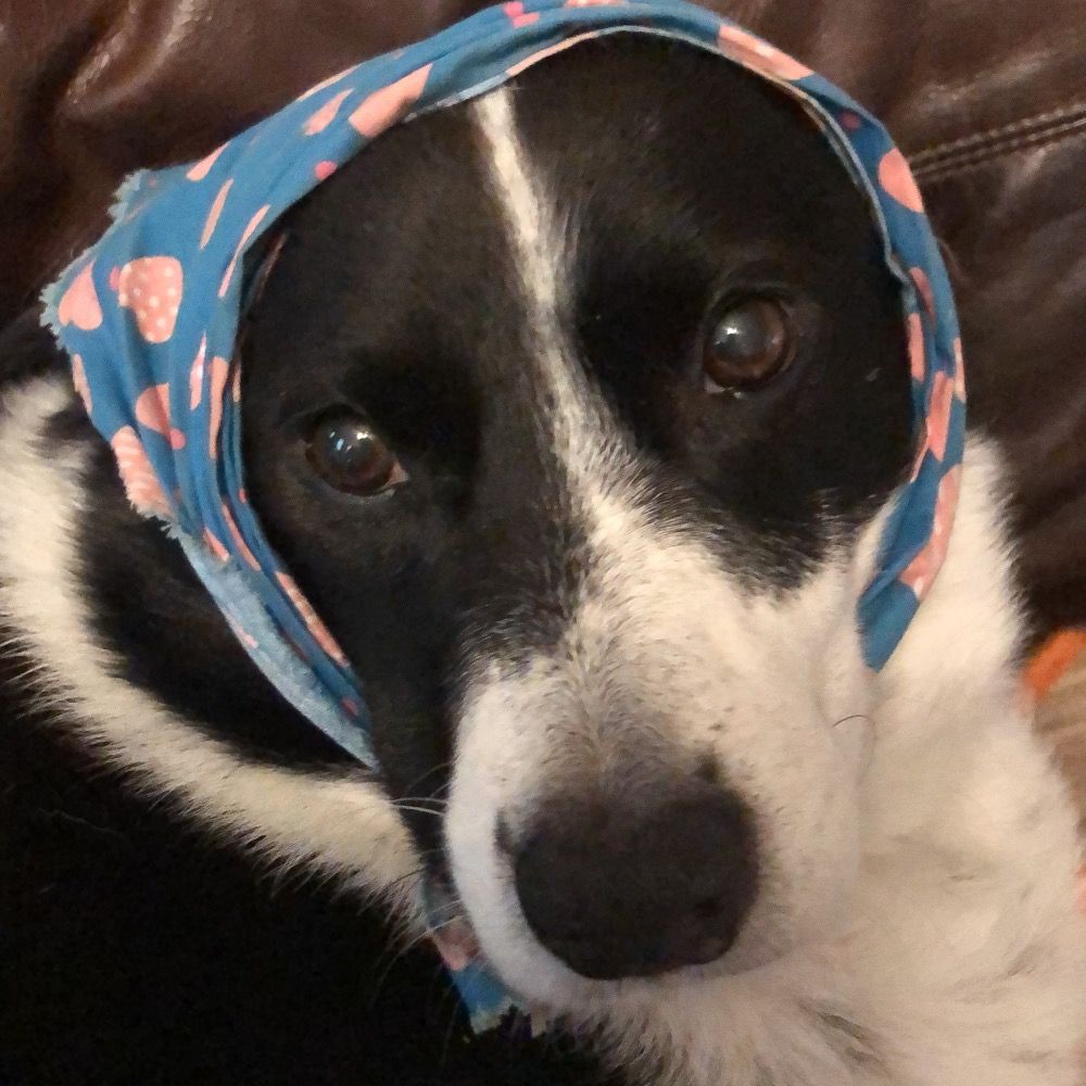 Pooch