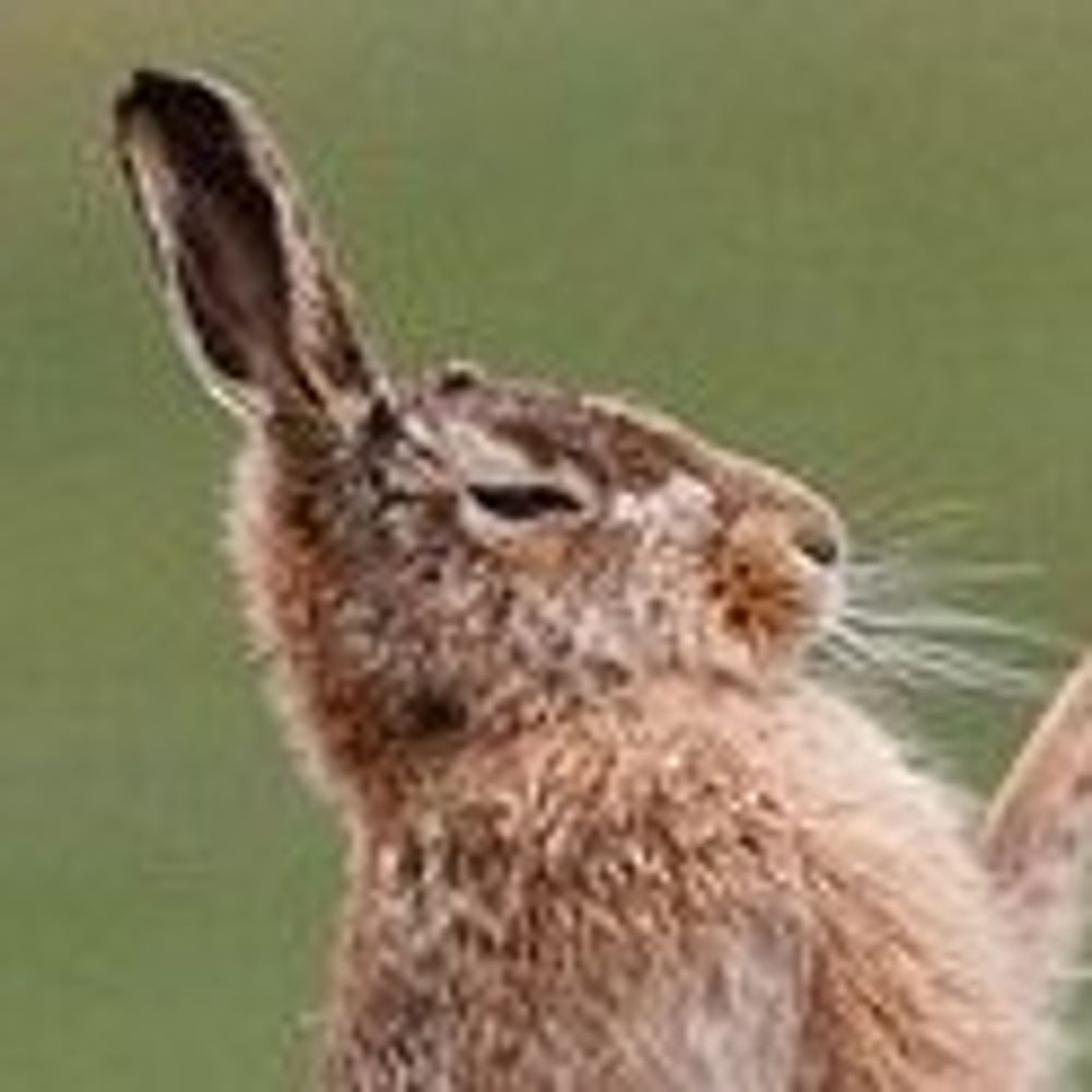 FuzzedBunneh (formerly known as Streakyowl)