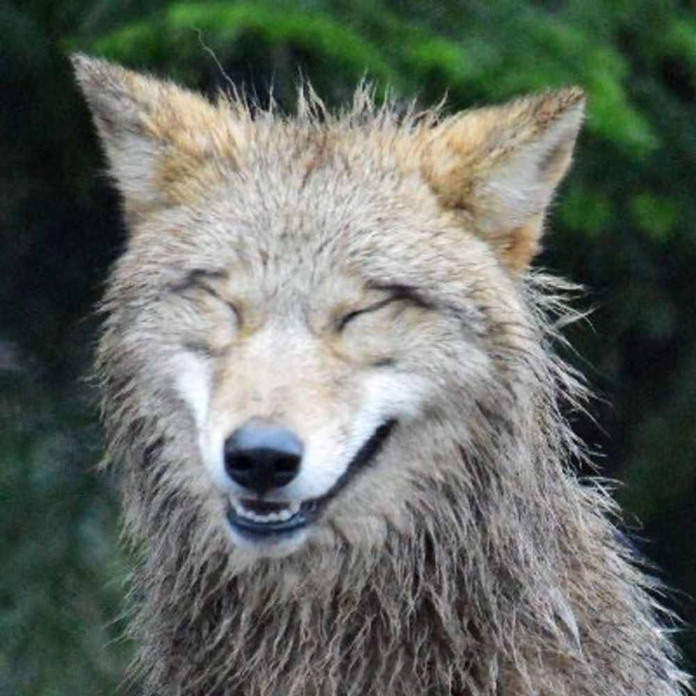 brushwolf.bsky.social profile picture