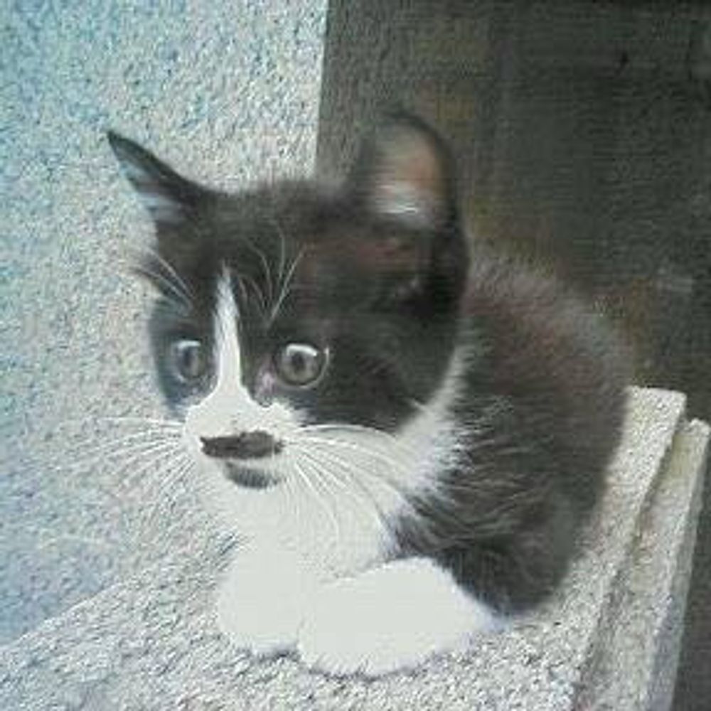 にゃあ